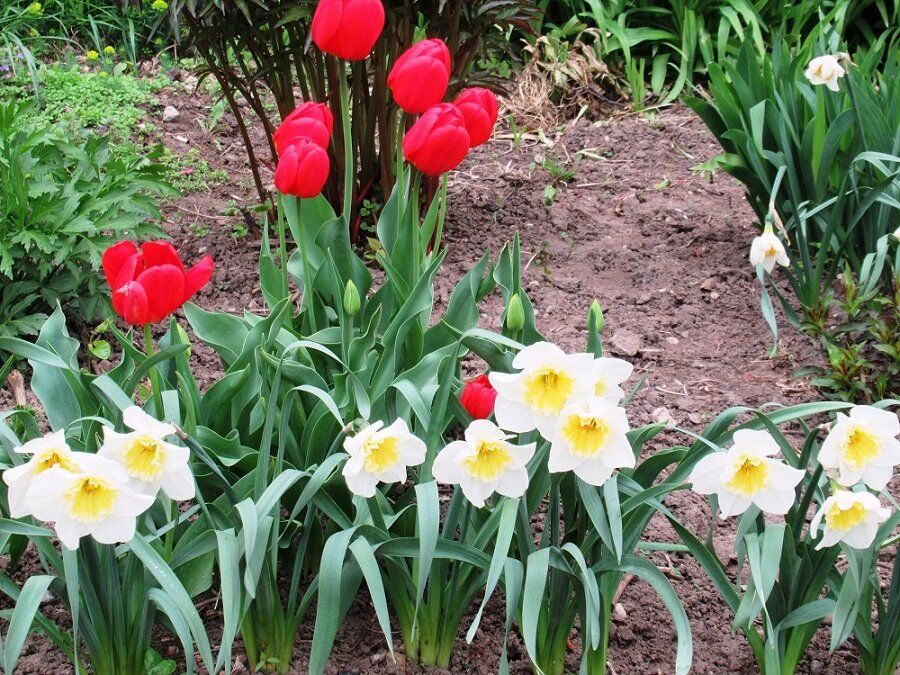 ��� �������� ������� �������� ���������: ������ �� ����� ������