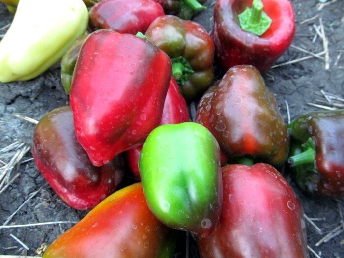 ������� ��������� ����������� �����: ��� ��������� ������ ��� ������