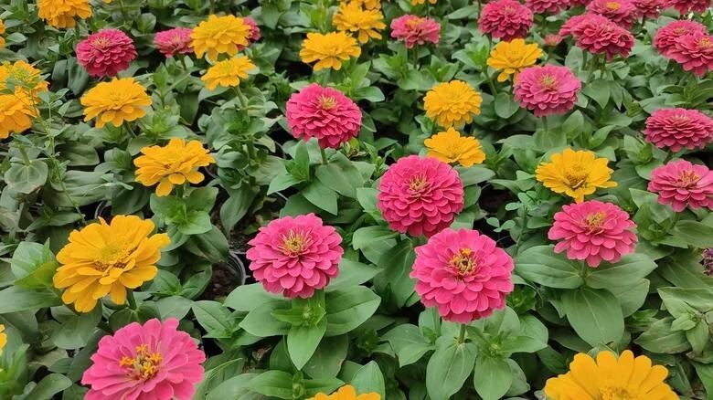 ������������ ������ � �������: ������� ����� ��� ������ ��������