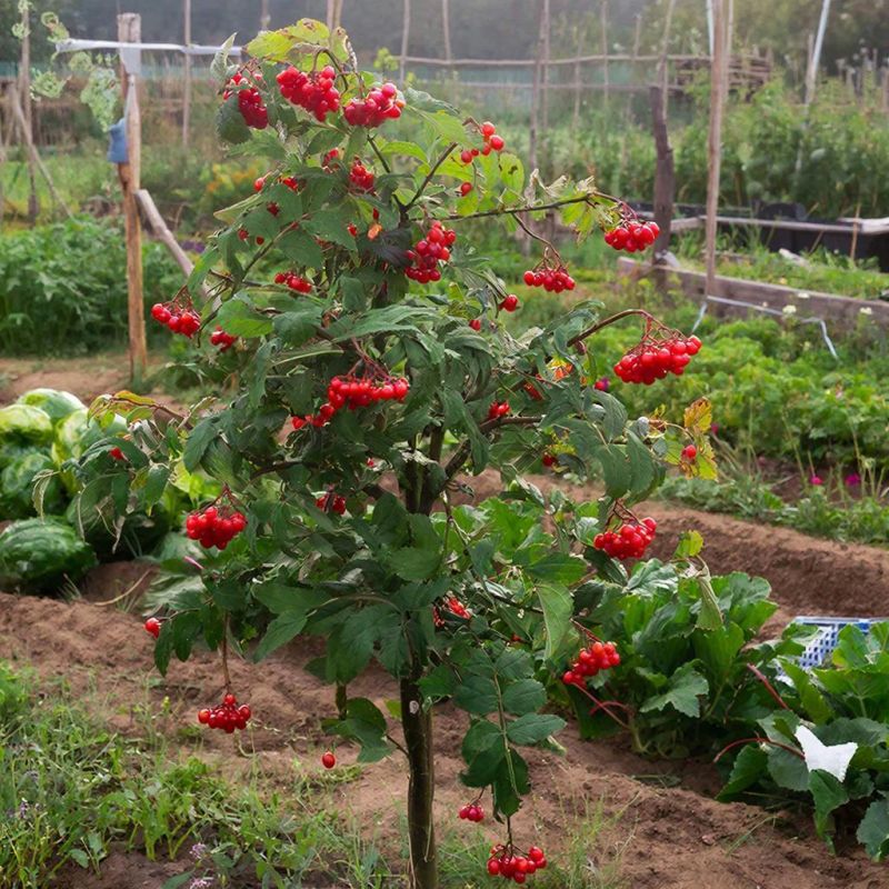 ��� ���������� ������: ������� ��� ��������� �������� � ������� ����