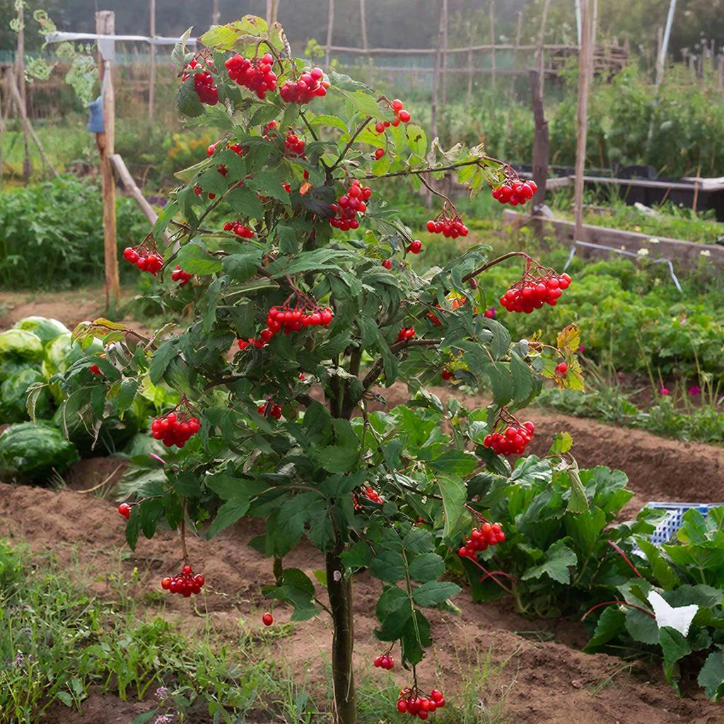 Как подкормить калину: секреты для обильного цветения и сладких ягод