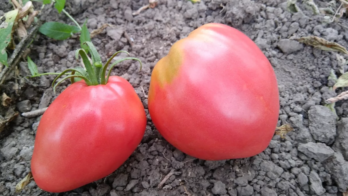 Томаты-гиганты: какие сорта станут звездами вашего огорода в 2026 году