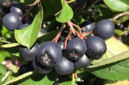 Черноплодная рябина: секреты ухода за ягодным чудом на даче