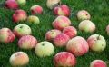 Почему яблоня теряет плоды в июле и как сохранить урожай