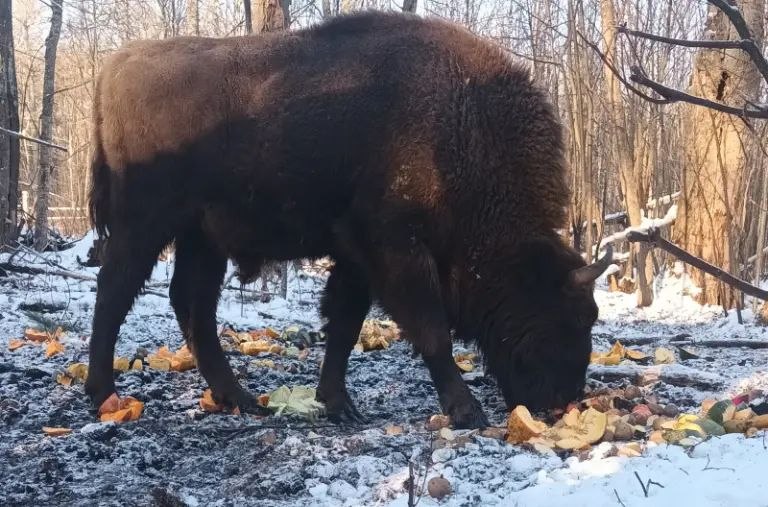Зубры в Мордовском заповеднике успешно перезимовали