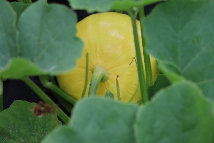 Как правильно подкармливать тыкву для богатого урожая