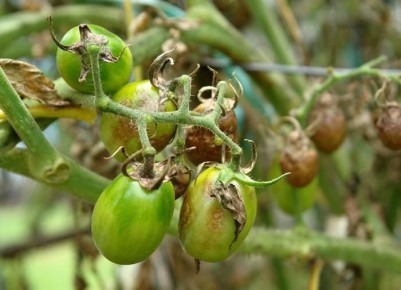 Фитофтороз томатов: как не потерять урожай