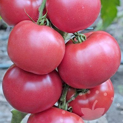 ����� ������: ������ ��������, ������� �������� �����������