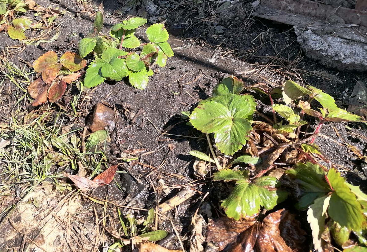 Весенние секреты кормления клубники и земляники