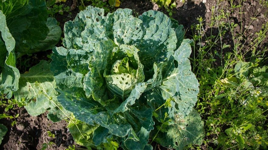 �������� ������ ������ �������: ��� �� ��������� ����� � ������ ���