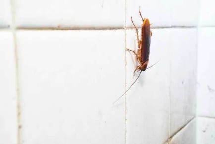 Возвращение усатых непрошенных гостей: как сразиться с тараканами