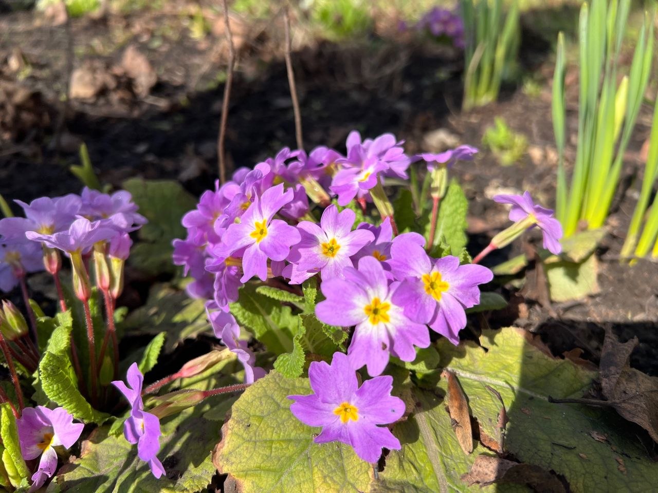 Доброго сиреневого утра, друзья! Доброго сиреневого утра, друзья!