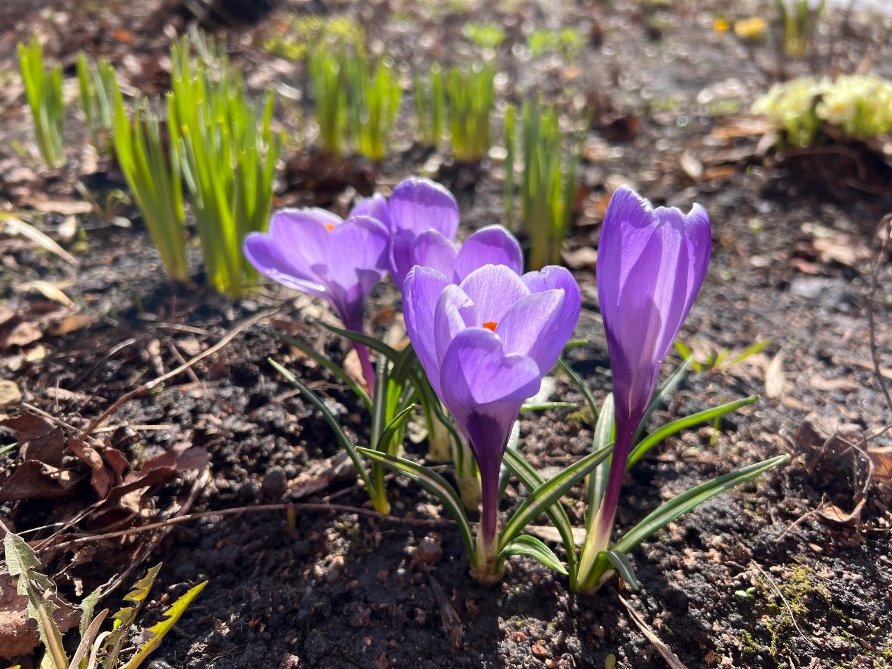 Доброго сиреневого утра, друзья! Доброго сиреневого утра, друзья!