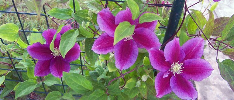 ��� ����������� ���� ����� �������� ��� � ������������ ���������