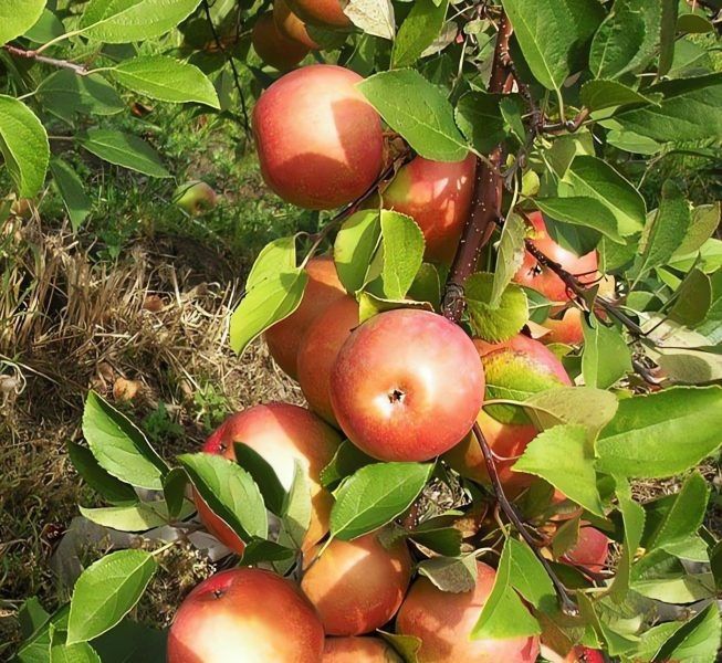 ����������� ������ ����������������: ��������� ������ � ������������ ��������������