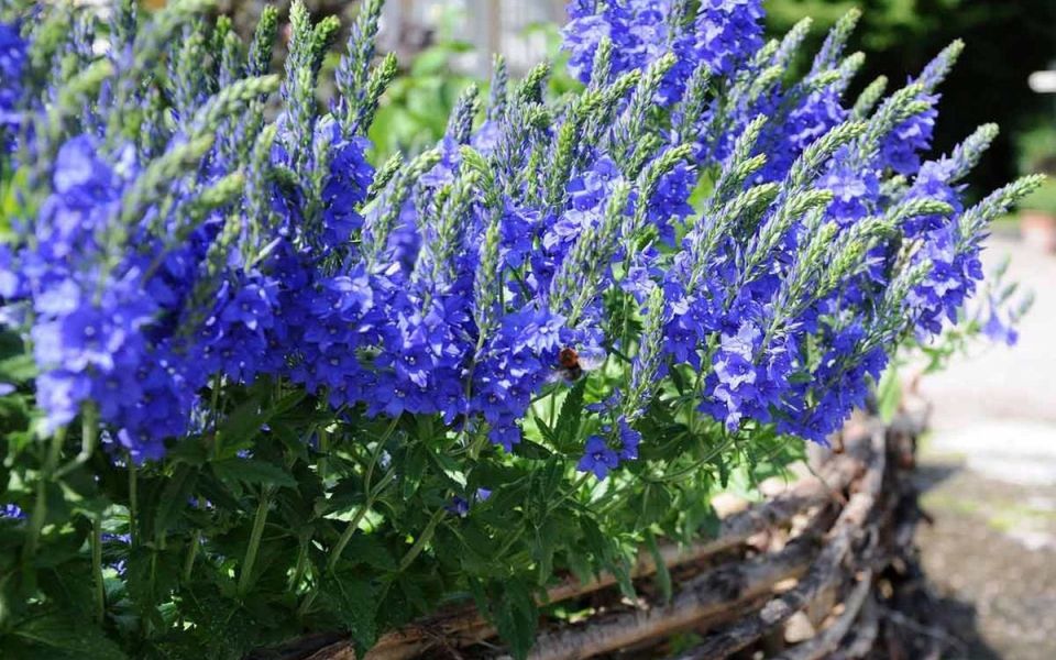 ��������: �������� ������� � ������� �������������