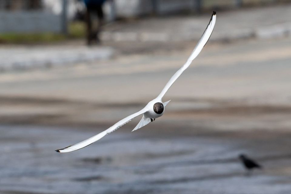 � ������ �������! ���� ����������