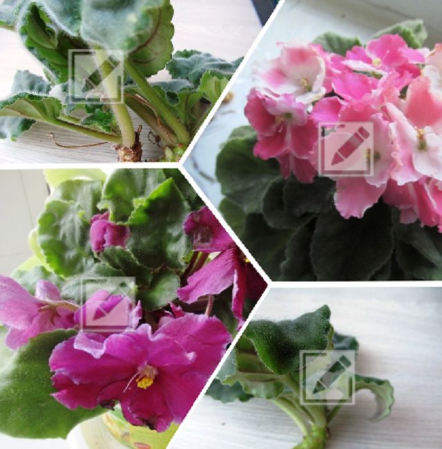 ������� ���������� ������: ��� ������� �������� ����� ����� ���������