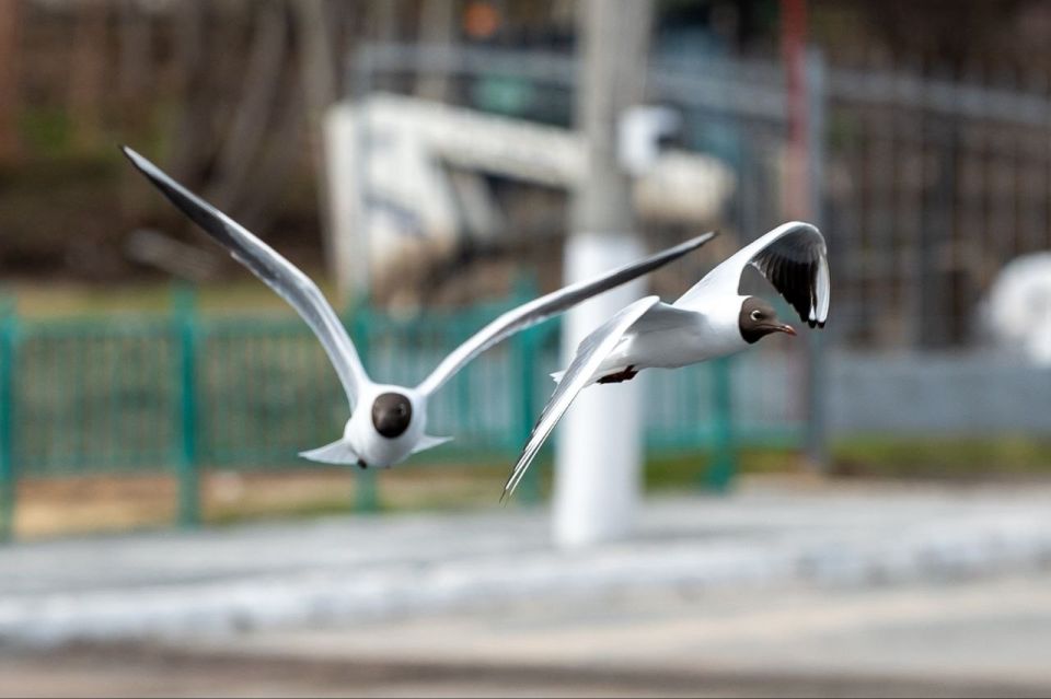 � ������ �������! ���� ����������