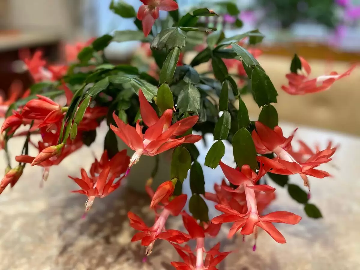 Почему листья декабриста увядают: 3 возможные причины и решения