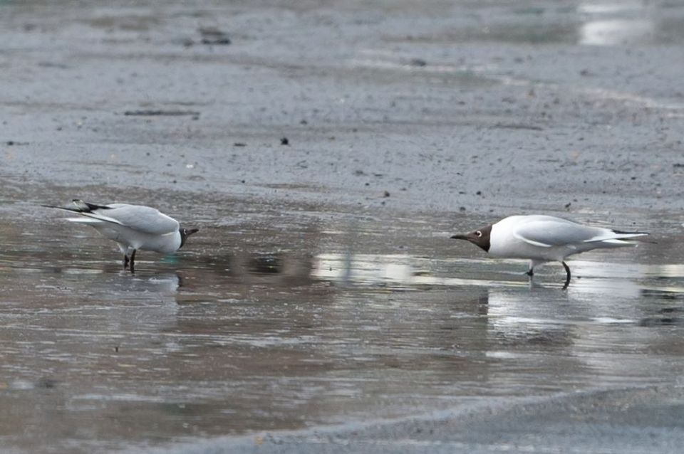 � ������ �������! ���� ����������