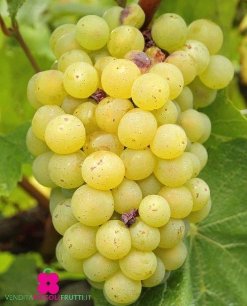 �������� ������: �������, ����������� � ���� �� ����������� ������