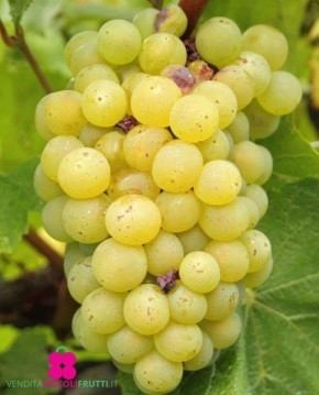 �������� ������: �������, ����������� � ���� �� ����������� ������