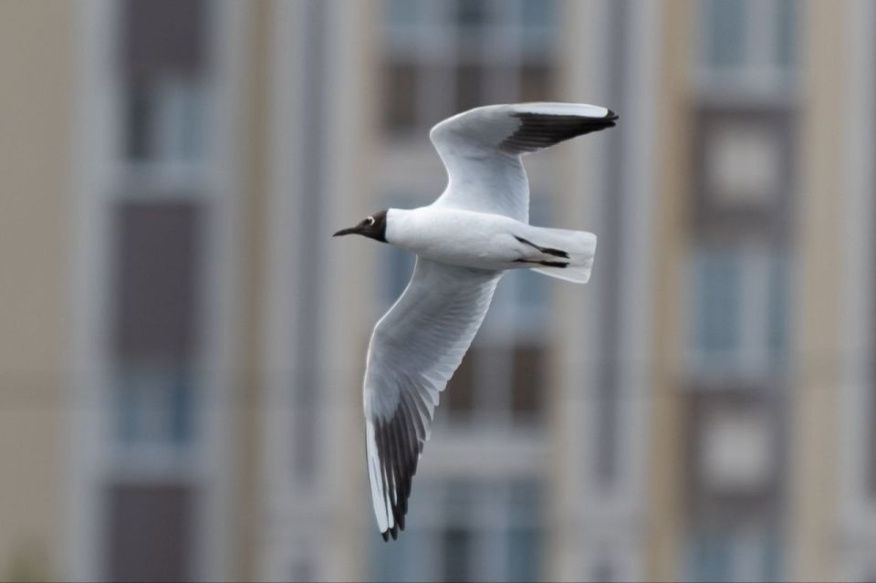 � ������ �������! ���� ����������