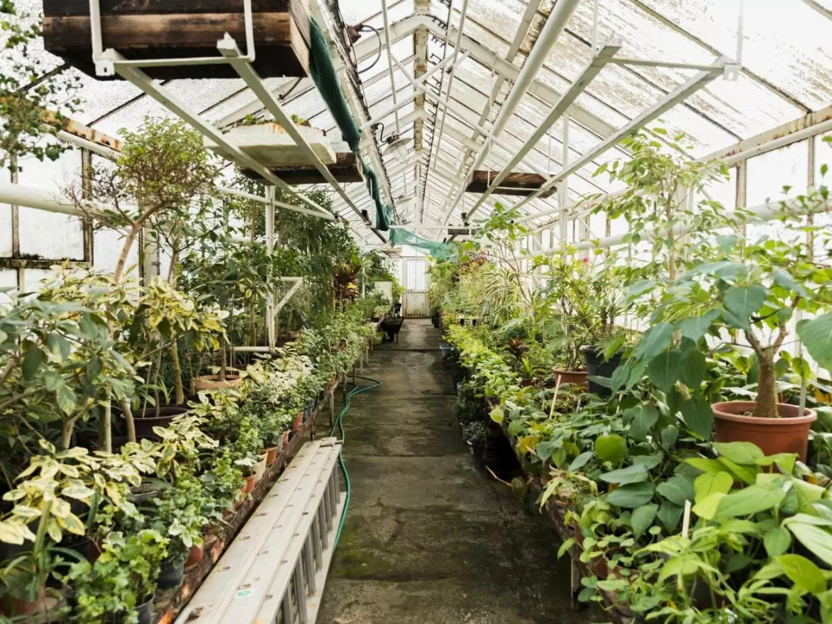 Как избежать грибка в теплице: ключевые советы для дачников