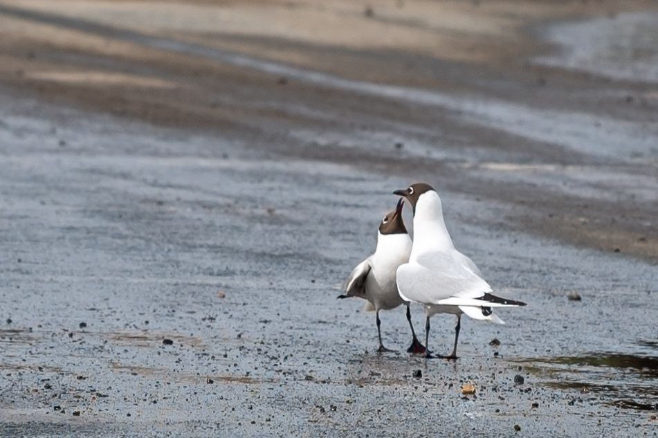 � ������ �������! ���� ����������