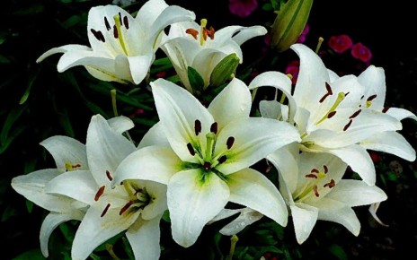 ������ ����� �� �������� � ��������� ������