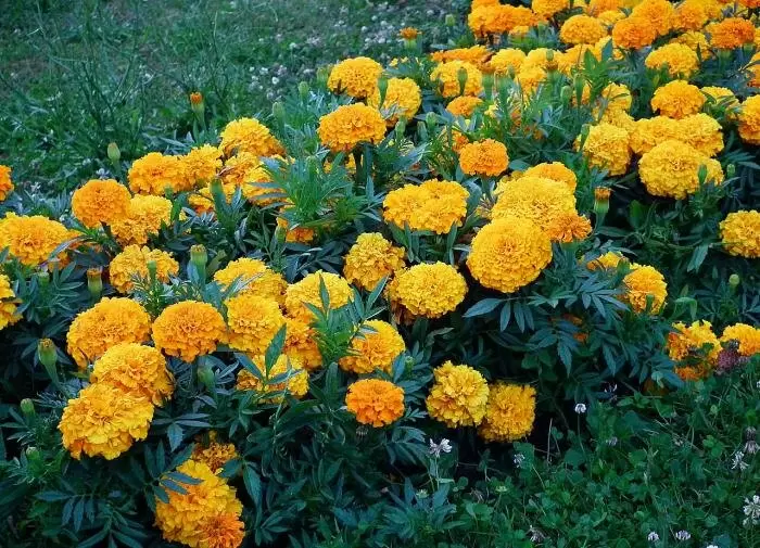 Секреты успешного сочетания бархатцев и помидоров: взгляд эксперта