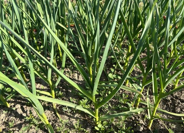 ��������� �������� ��� �������: ����� � ��� �������� �������������� ���������