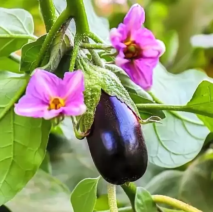 Баклажан: от скромного овоща до кулинарной звезды