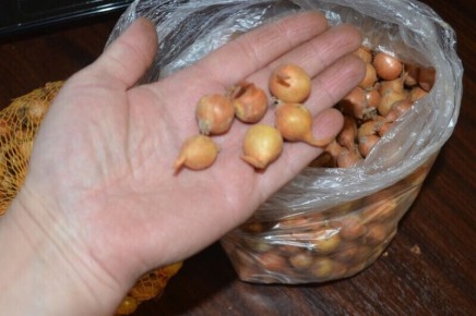 ����� ������ �������: ����������� ������ ��������������� ���� �����