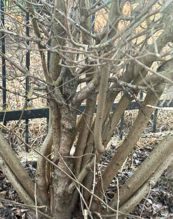 ��� ������������� ������ ������