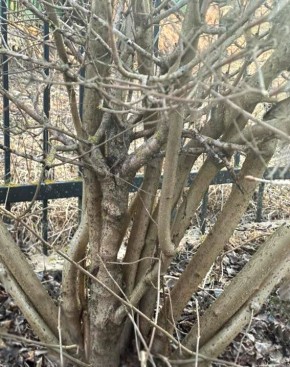 ��� ������������� ������ ������