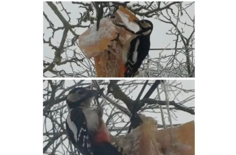 Поселок Птицесовхоз Сараст в Атяшевском районе Мордовии получил еще одно название