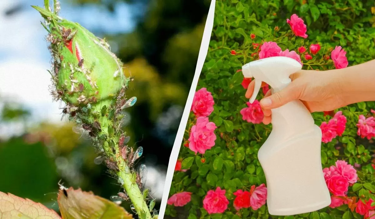 Как защитить розы от тли: эффективные способы и советы