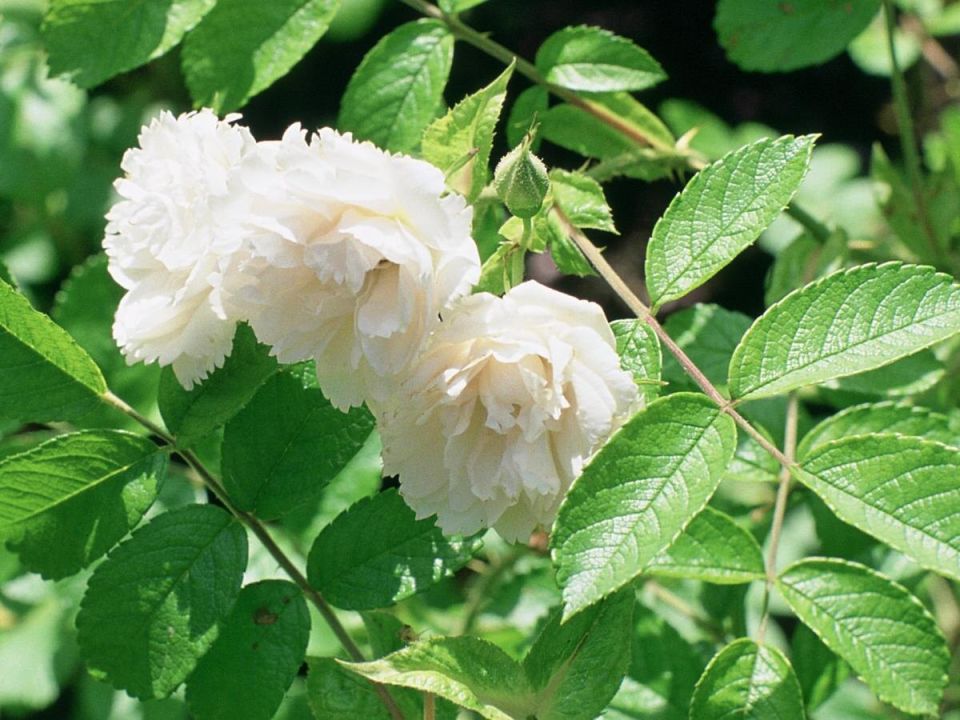 ������ ������ � ������ �������� ���: ����������� ������������ ��� ������ ����