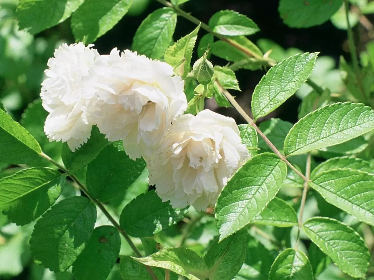 Почему молоко – секрет здоровых роз: неожиданные преимущества для вашего сада