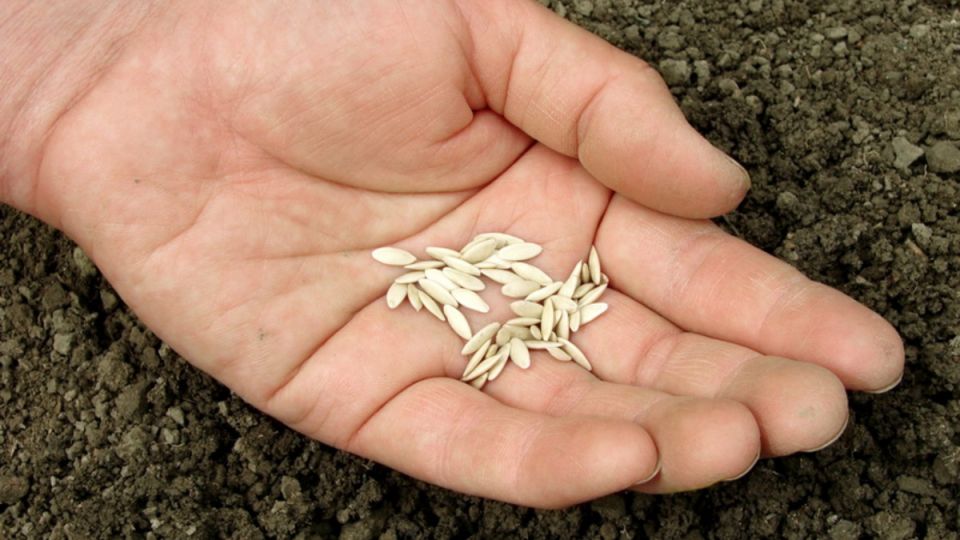 ��������� ������ ������ � ������������, ����� ������ ���������