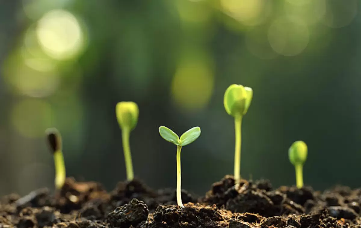 январь — время для рассады: какие цветы посеять, чтобы к маю получить сильные растения