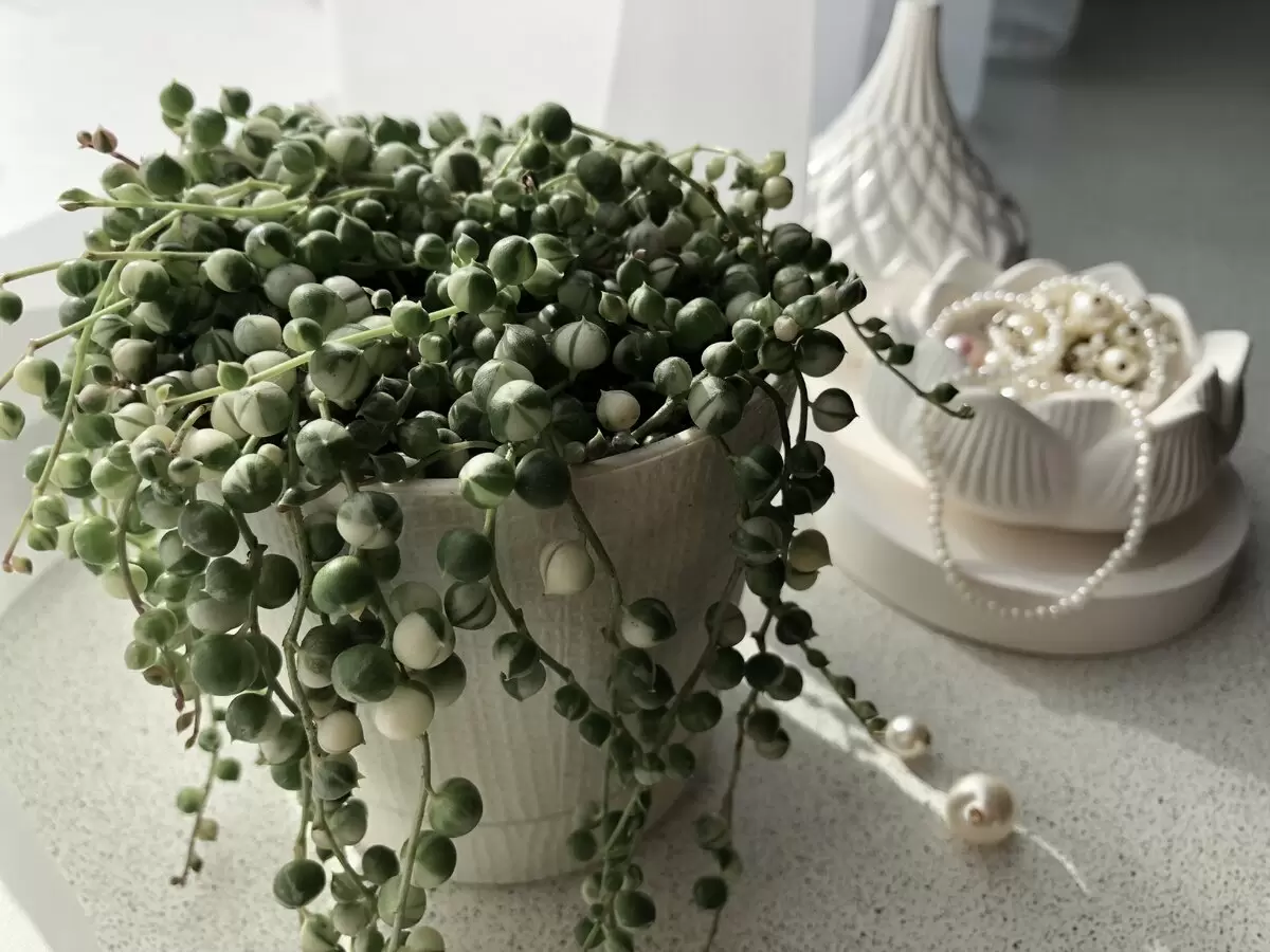 Как вырастить идеальный крестовник: секреты ухода и размножения