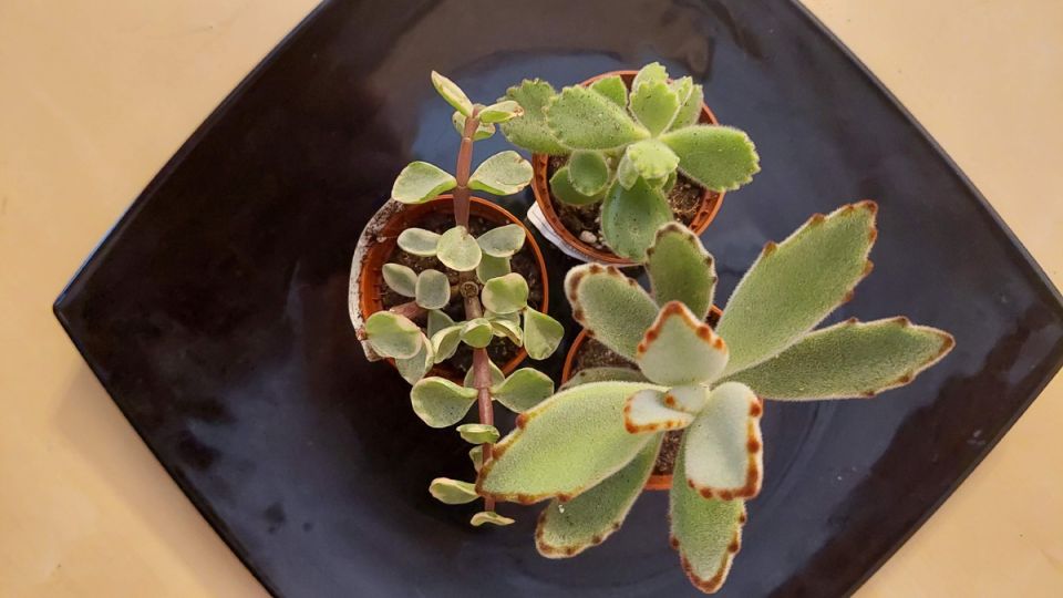 ������������ ��������� ������������: ������� �������� ������ ���������