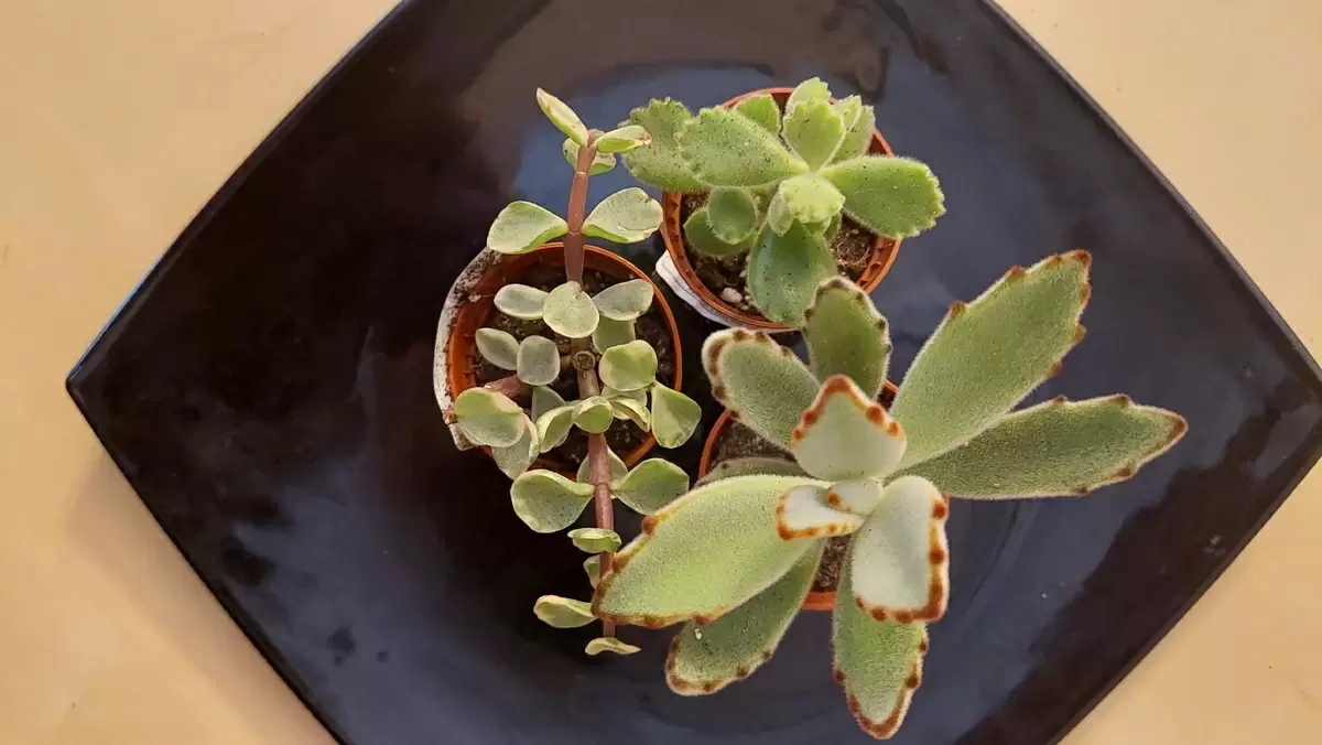 Исследование увлечения суккулентами: история создания первой коллекции