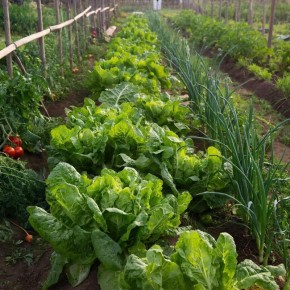 Дрожжи в саду: как они могут преобразить ваш урожай