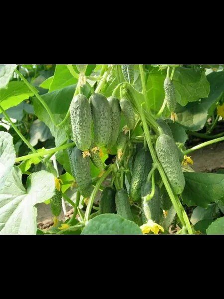 ������ ����������� �����: ������������� ������ ��� ������� �������