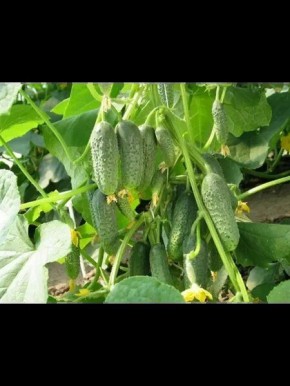 ������ ����������� �����: ������������� ������ ��� ������� �������