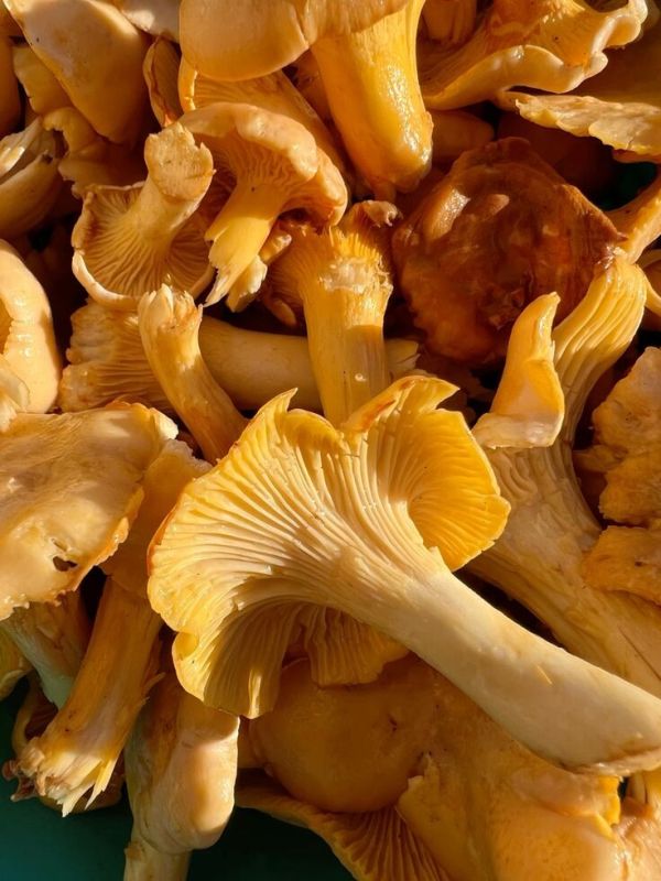 ������ ������ ����� ����� �������� ����������: �� ������������ ������� � �������� ��������